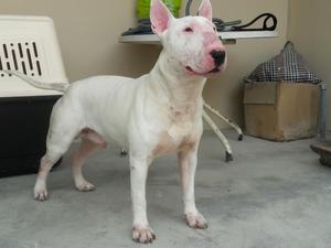 Bull Terrier Servicio de Monta