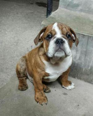 Bulldog Pedigree Plata