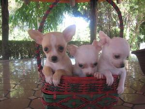 CHIHUAHUA TOY ENCANTADRES