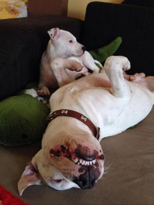 Cachorra Dogo con Pitbull