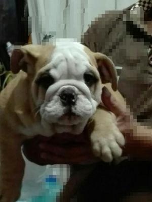 Cachorritos Machos Bulldog Ingles