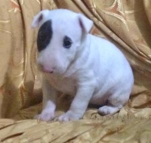 Cachorros Bull Terrier