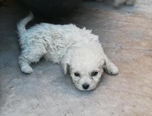 Cachorros Poodle