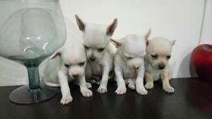 Chihuahua Hermosos Cachorritos Toy Enani