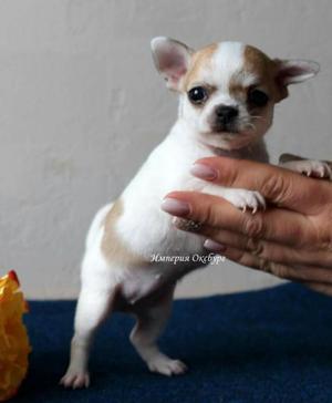 Chihuahua Hermosos Cachorros