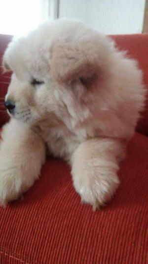Chow Chow Color Beich
