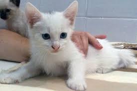 GATITO ANGORA BLANCO MACHO HENBRA BELLOS