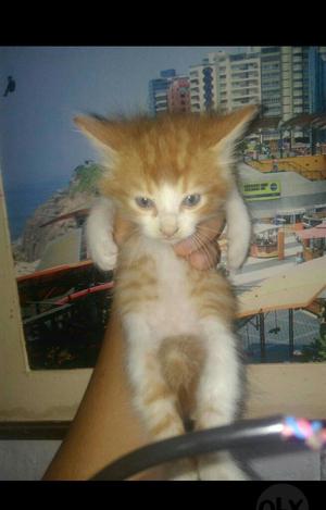 Gatito Bonito para Adopción Es Machito