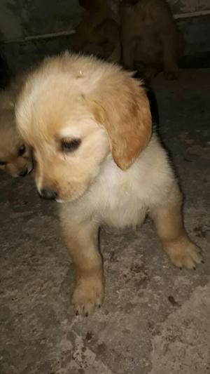 Golden Retriever Venta Hembras