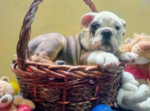 Hermoso Bulldog Ingles Oportunidad Unica