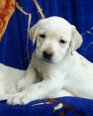 Hermoso Cachorro Labrador