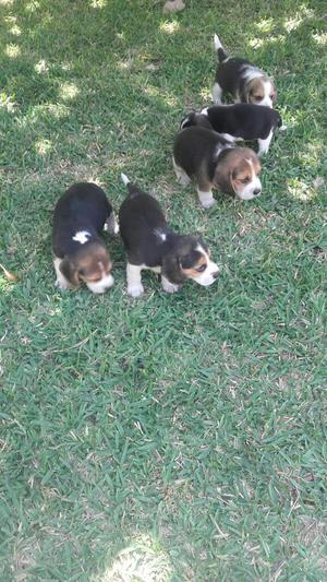 Hermosos Beagle