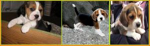 Hermosos cachorros beagles
