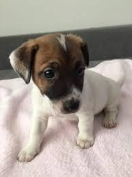 Jack Russell Terrier Tricolores