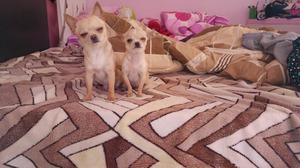 Ocasion Chihuahuas de 10 Meses Hembra