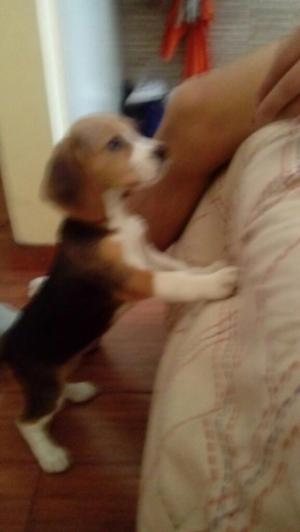 Oferta!!! Fina Cachorra Beagle Tricolor