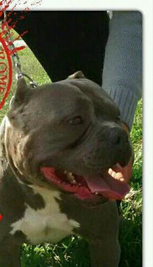 PITBULL AMERICAN BULLY