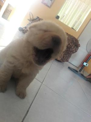 Perro Chow Chow