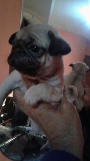 Pug Carlineo