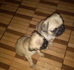 Pugs Cachorros Ocacion