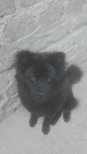 RAZA CHOW CHOW