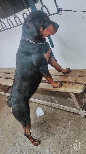 Rotweiler en venta GITANA