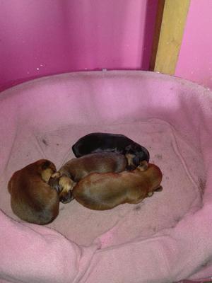 Se Vende Perritos Yorshay