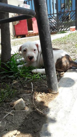 Se Vende Pitbull