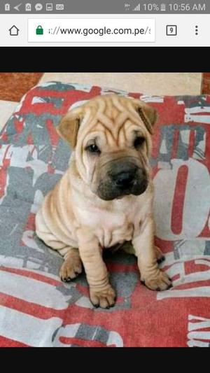 Shar Pei