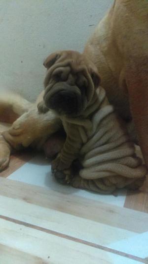 Sharpei Hembrita de Un Mes Y Medio