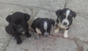 URGENTE!!! DOY EN ADOPCION PERROS RAZA PEQUEÑA 