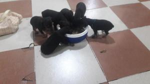 VENDO CACHORROS PINCHER MINIATURA