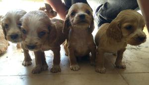 Vendo Cachorros Cocker Spaniel de Un Mes