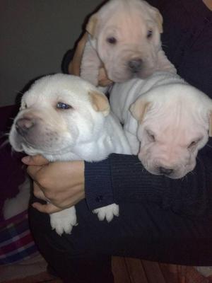 Vendo Cachorros sharpei