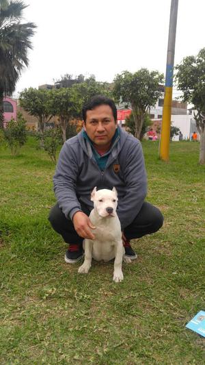 Vendo Pitbull Fusion American Bully