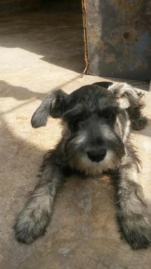 Vendo Schnauzer Hembra 3 Meses Toy