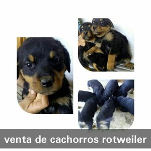 Venta de Cachorros Rottweiler