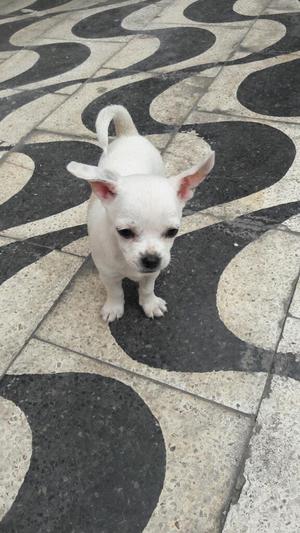 Venta de Chihuahuas