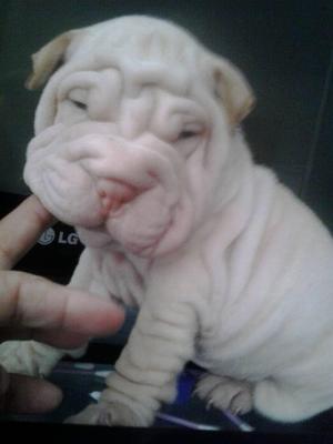 cachorra sharpei full arrugas