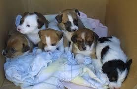 cachorritos jack russell terrier a 400 soles tlf 