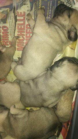 cachorros pug de 100 de raza