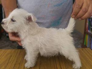 cachorros scottish terrier