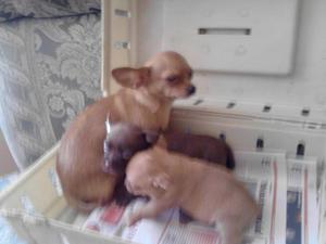 chihuahua toy hermozos cachorros padres toy