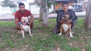 pitbull bull estandar originales