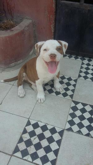 American Pitbull 2 Meses