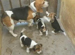 BEAGLES CACHORROS