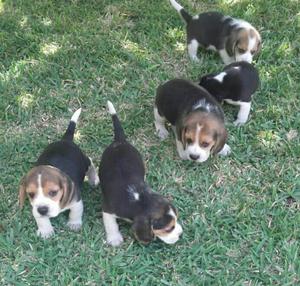 Beagle Tricolores.