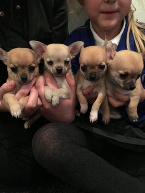 Bellas Miniaturitas de cachoros Chihuahuas Toy R e m a t a m