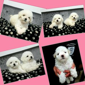 Bichon Frise Lindos