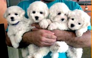 Bichon Frise Vacunados